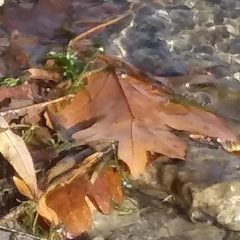 Michaëla Pé artiste